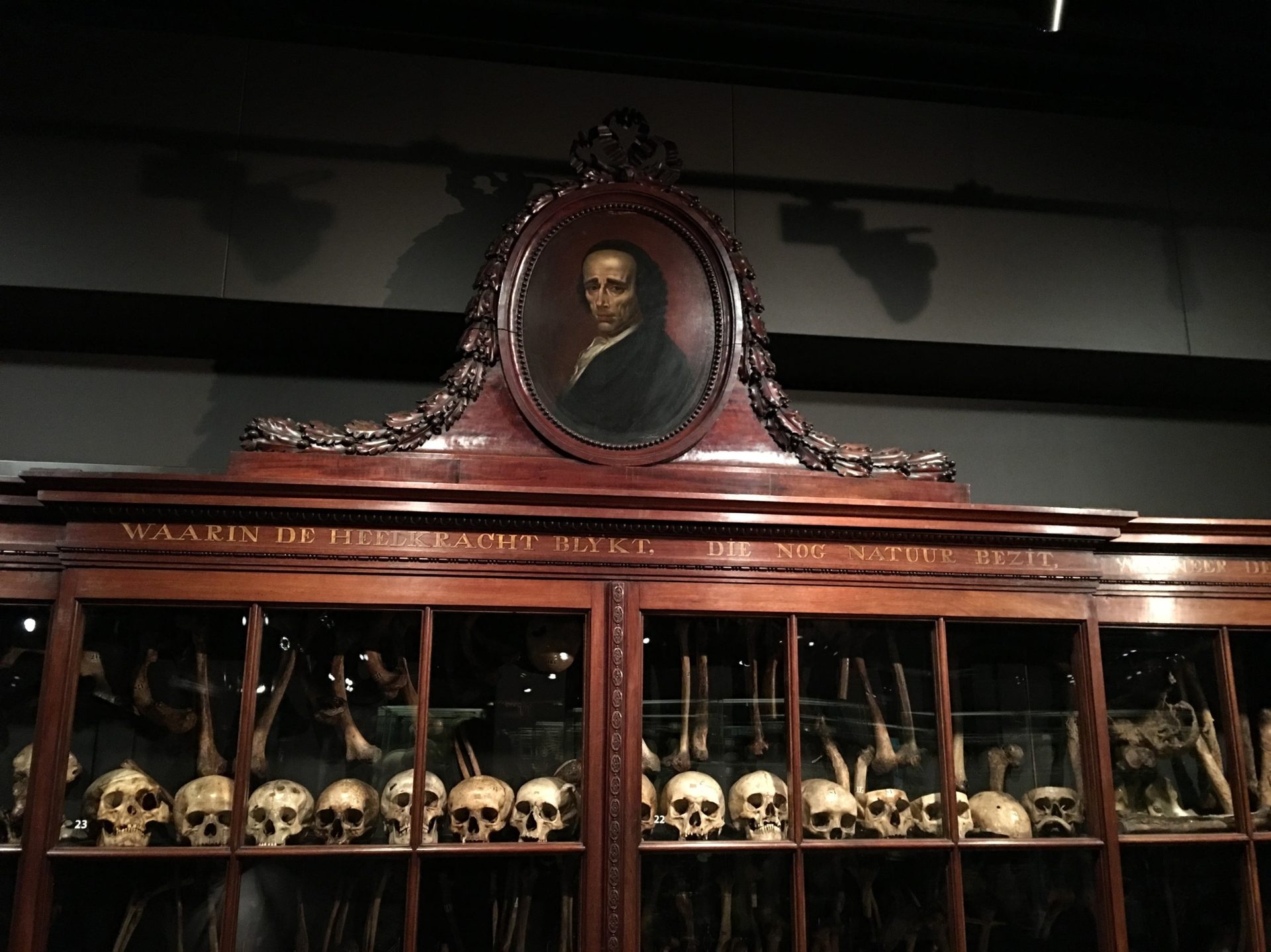 Vrolik Museum, Amsterdam (by Gabriele Maggi) (8).JPG